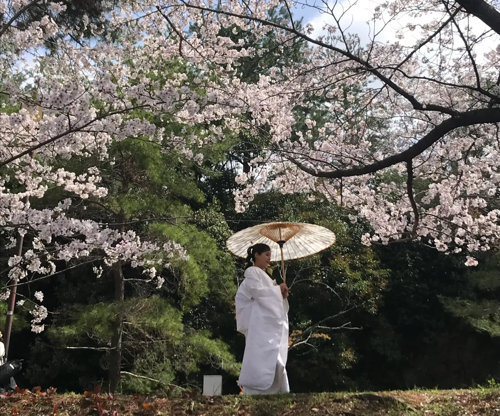Woman in white kimono walking under cherry blossoms, Higashiyama District, Kyoto Japan