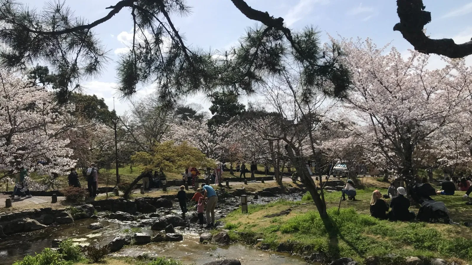 Children playing at the stream in Maruyama Park with cherry blossoms, Kyoto Japan