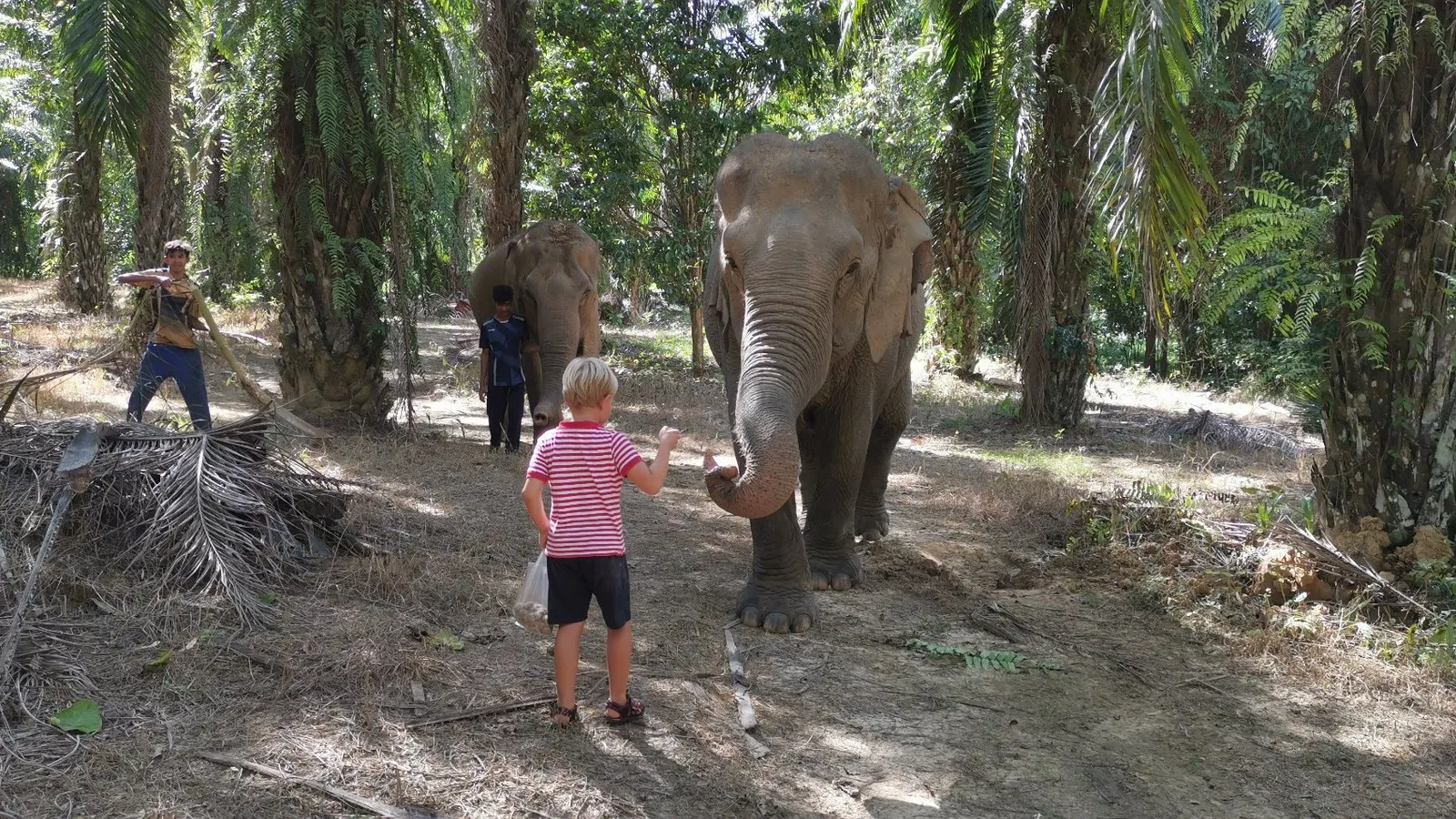 Kids feeding elephants by hand at an ethical elephant sanctuary in Thailand